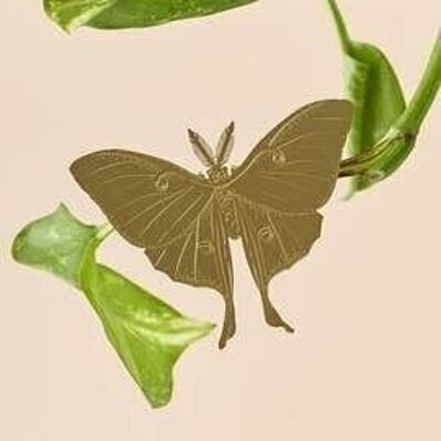 Pflanzentier Luna Moth, Zimmerpflanzendekoration