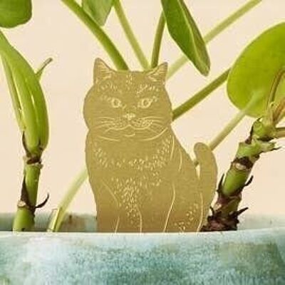 Katze Pflanze Tier Haustier
