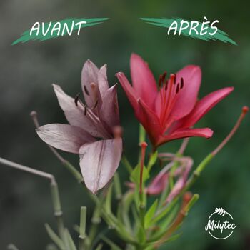 Engrais Plantes Vertes Naturel Bio, NPK, Fertilisant Universel 1000g, Fabrication Française.100% Organique Et Naturel 3