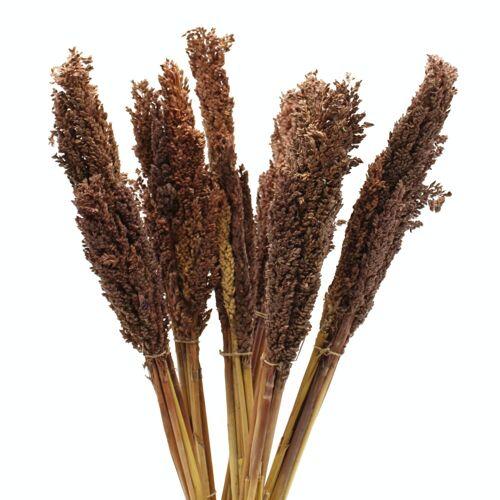 CGB-05 - Cantal Grass Bunch - Chocolate - Sold in 6x unit/s per outer