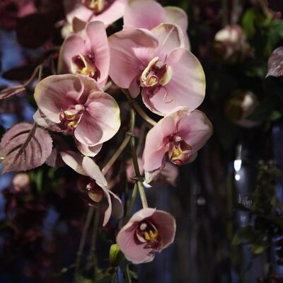 Phalaenopsis-Orchidee BUDY H104