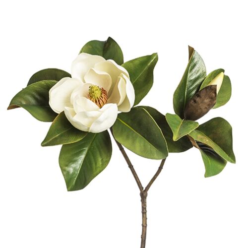 Magnolia gradiflora H86