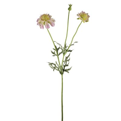 Stelo fiorito di Scabiosa