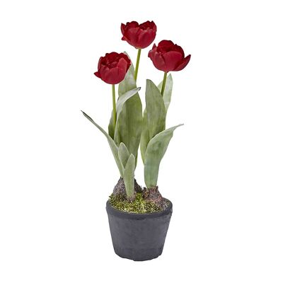 Gefrostete Tulpen im Topf