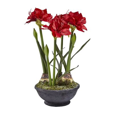 Composizione di Amaryllis Effetto Smerigliato