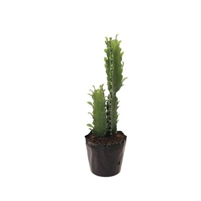 Cactus in vaso
