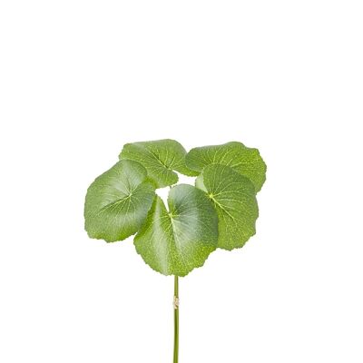 Bouquet de Feuilles de Galax