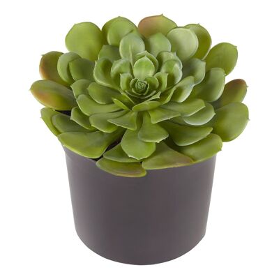 Succulente en pot valentina