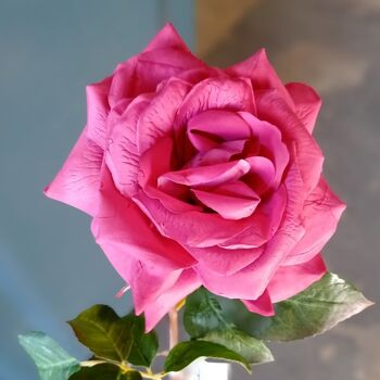 Rose ROSIE 1