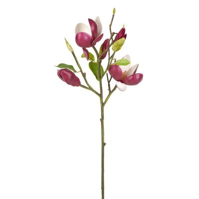 Magnolie in Knospen H50