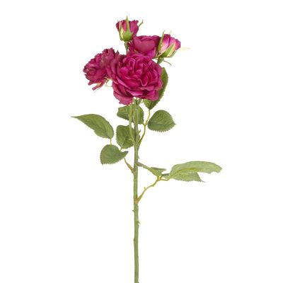 Stem of 3 roses with 2 buds