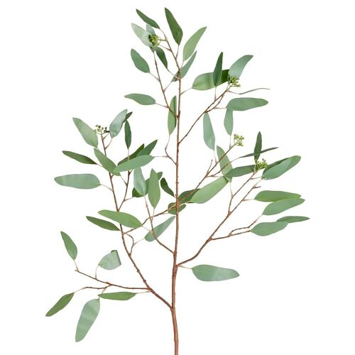 Eucalyptus et graines h108