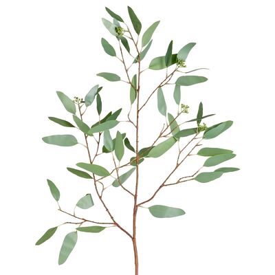 Eucalyptus and seeds h108