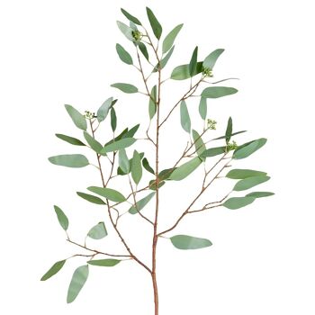 Eucalyptus et graines h108 1