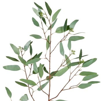 Eucalyptus et graines h108 2