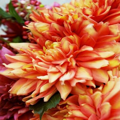 Dahlia MONICA