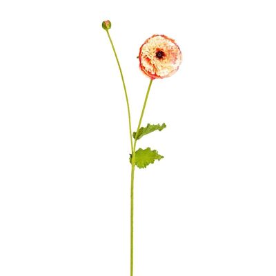 PIPA poppy flower