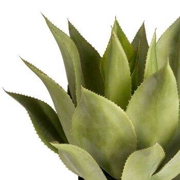 Agave en Pot 2