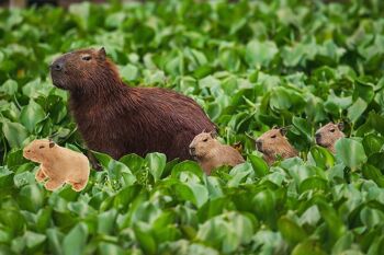 Peluche Capybara - 20cm 3