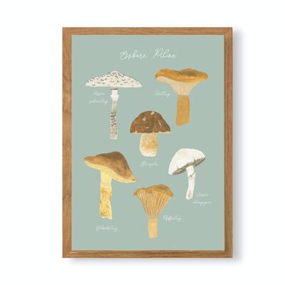 Affiche A4 "Champignons comestibles"