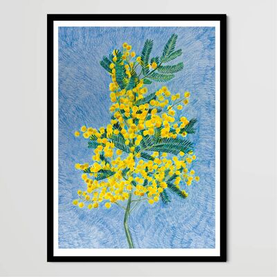 Poster - Mimose