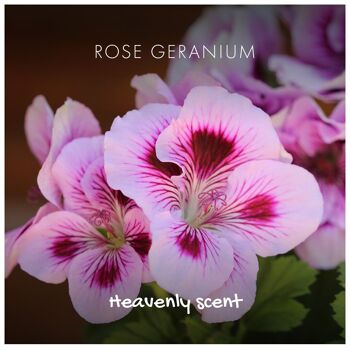 Géranium Rose - Nu et Naturel 3