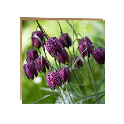 flower greeting card - snakes head fritillary greeting card