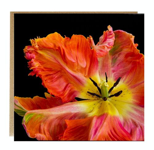Orange parrot Tulip Greeting Card