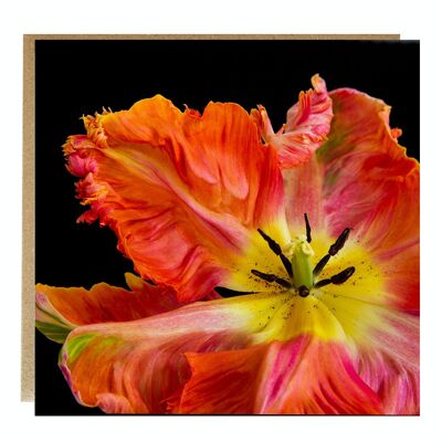 Orange parrot Tulip Greeting Card