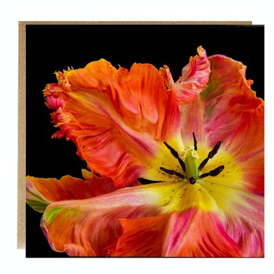 Loro naranja tulipán Tarjetas de felicitación