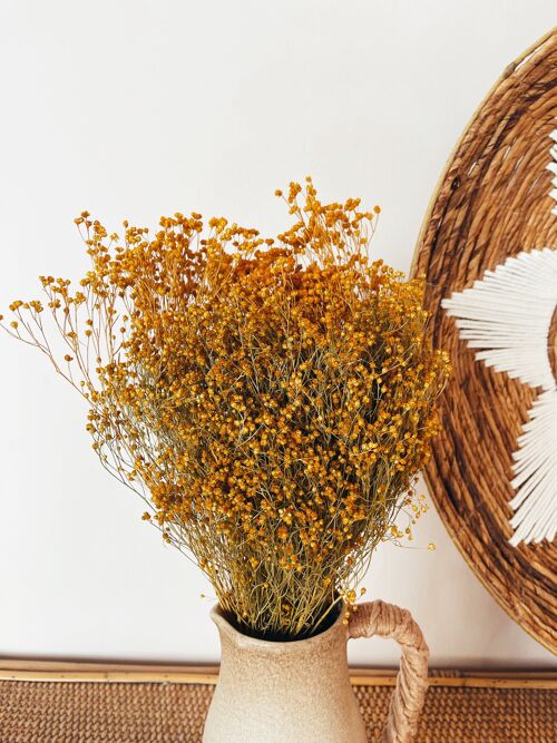 Broom Bloom Yellow Dried Flowers