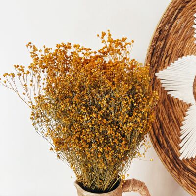 Broom Bloom Yellow Dried Flowers