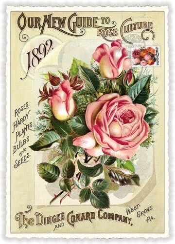 Rose (sans texte) (SKU: PK892)