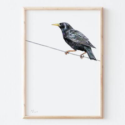 Starling - A3-Illustrationsdruck
