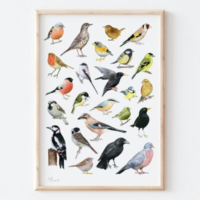 Pájaros del jardín británico - impresión de ilustración A3