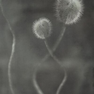 Un germoglio di papavero - 18x24 cm / 7 x 9½ pollici