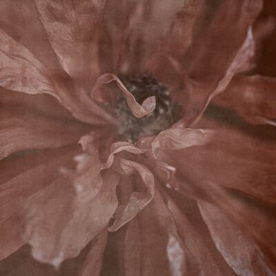 En plena floración: 18x24 cm / 7 x 9½ pulgadas