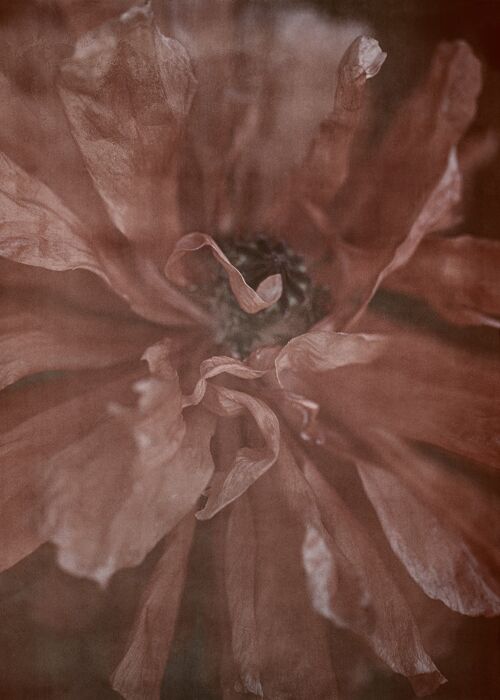 In Full Bloom - 50x70cm / 19¾ x 27½ in