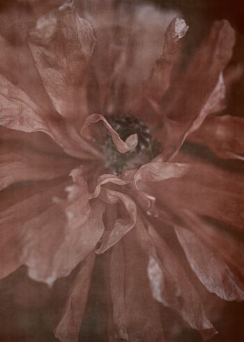 En pleine floraison - 50x70cm / 19¾ x 27½ in 1