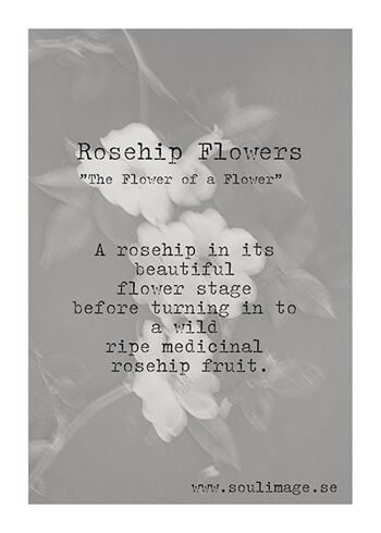 Fleurs Resehip - 30x40cm / 11¾ x 15¾ in 2