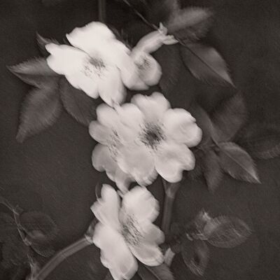 Flores de reenvío - 50x70cm / 19¾ x 27½ in