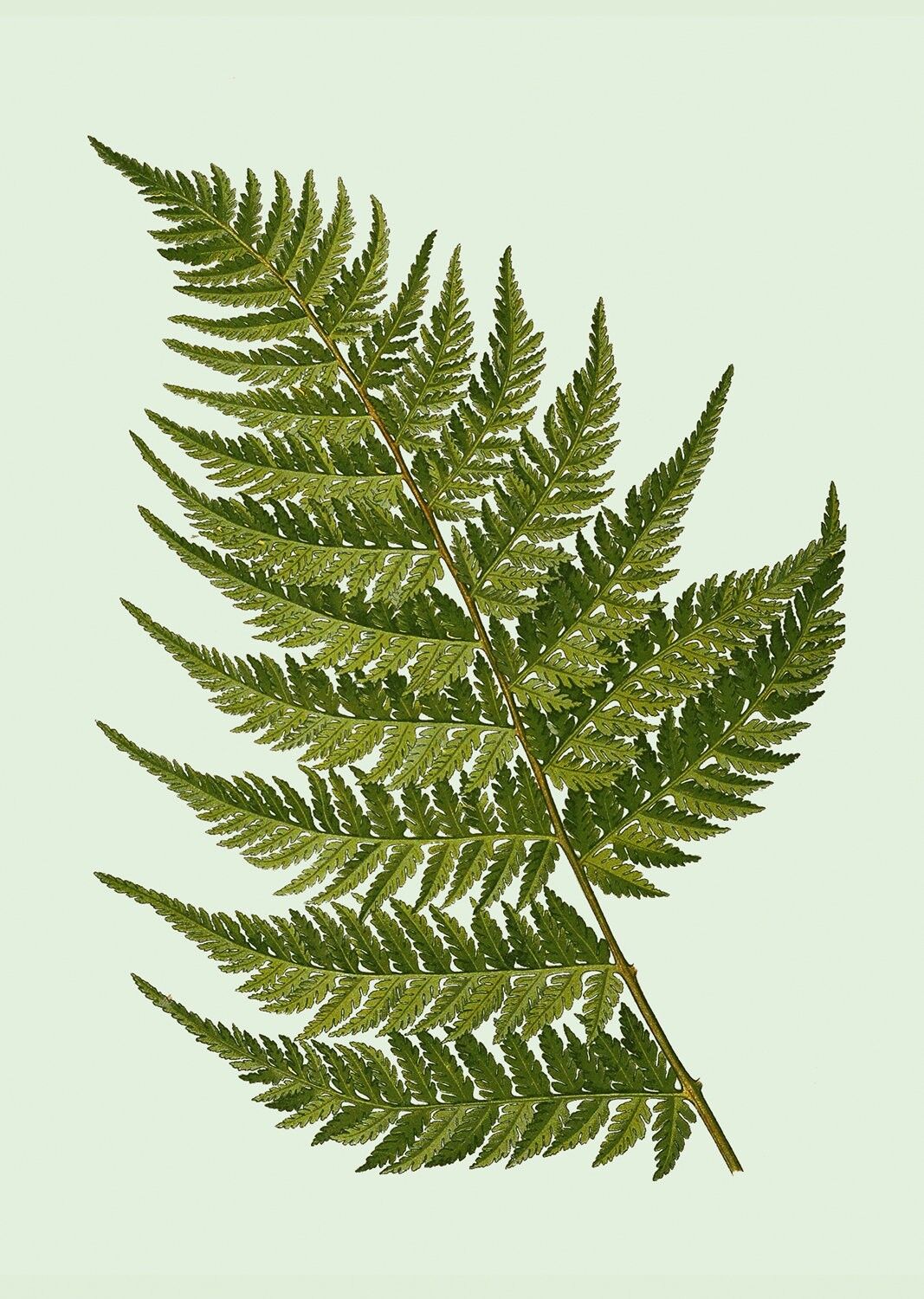 A3 Print Fool's Errand