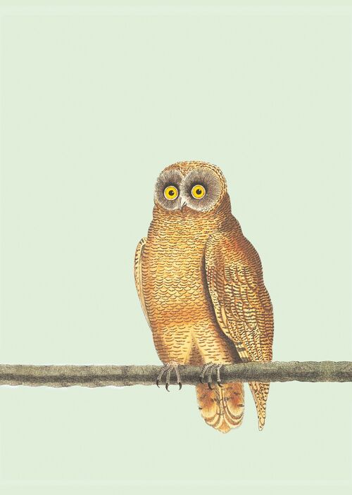 A3 Print Mellow Owl