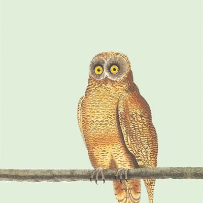 A3 Print Mellow Owl