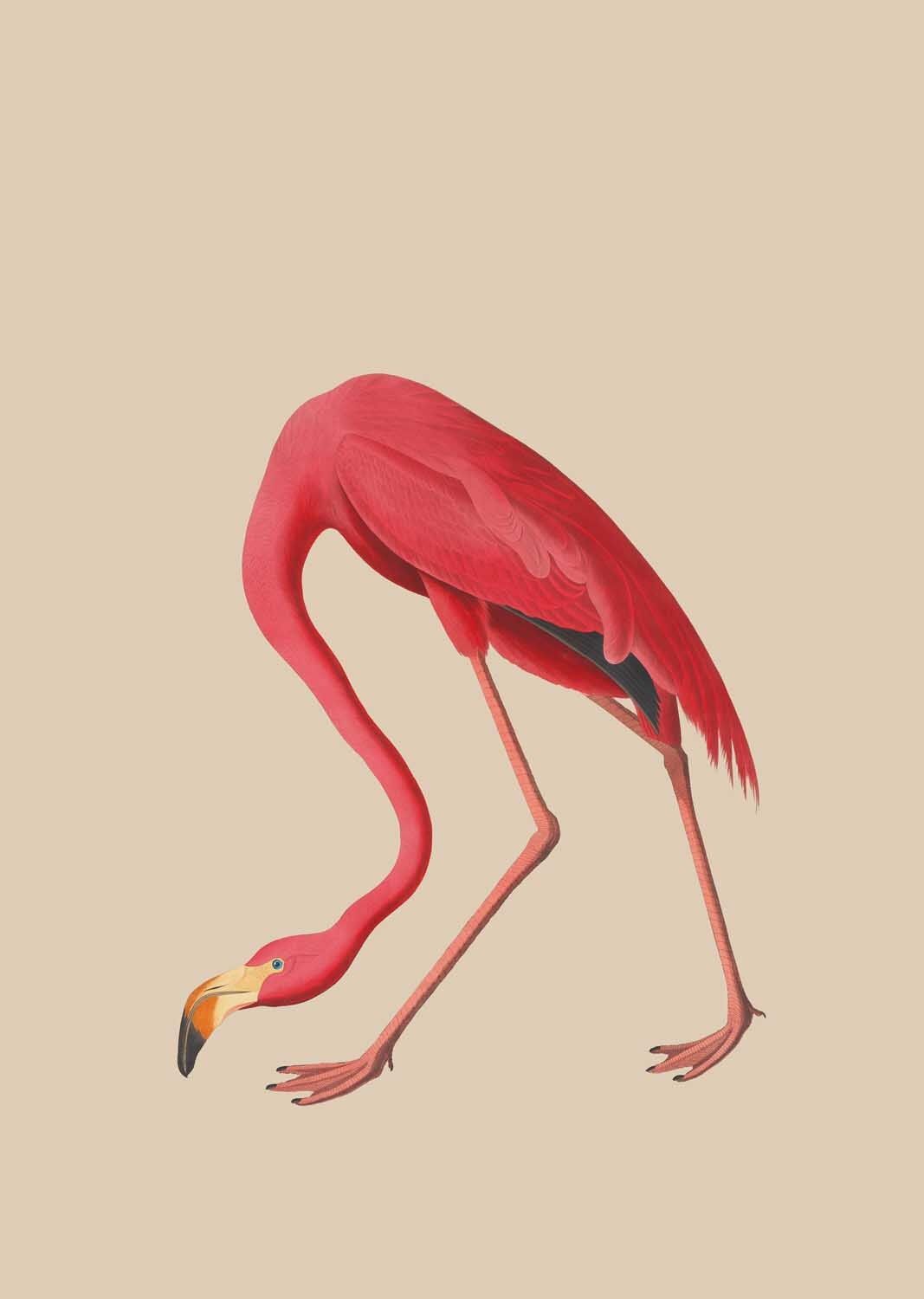 Impresión A3 Sheila