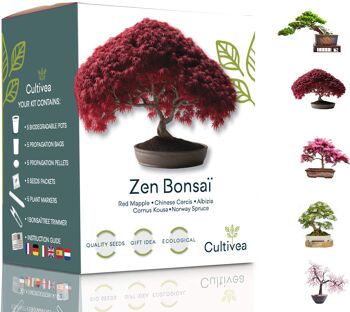 Mini Ready to Grow Kit Zen Bonsai 1