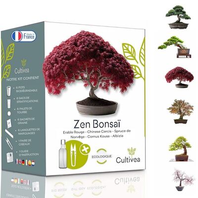 Mini Ready to Grow Kit Zen Bonsai