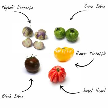 Mini Kit Prêt à Pousser Tomates Colorées BIO* 4