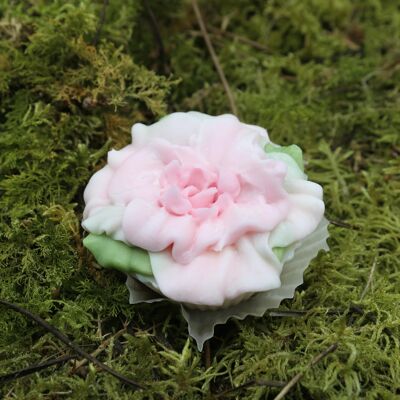 fondant ou Bougie Bégonia rose