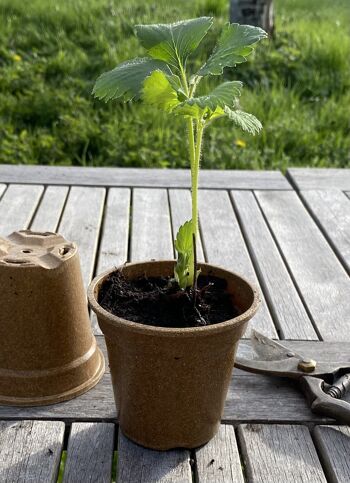 Pots de fleurs 9 cm 100 % biodégradables de Nutley - 400 5